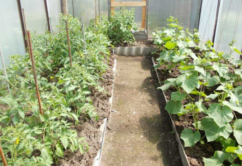 Баклажаны в теплице из поликарбоната – посадка, выращивание, фото — как сажать баклажаны в теплице из поликарбоната — про огород