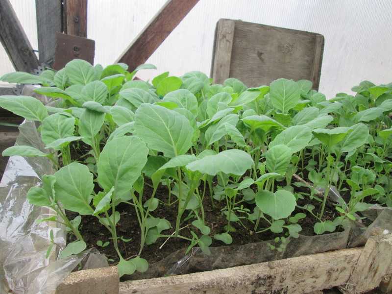 Капуста бокколи: описание, выращивание в открытом грунте
