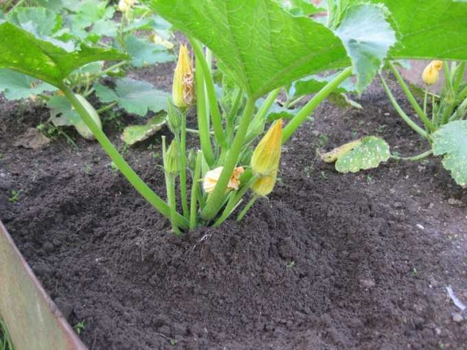 Выращиваем урожай в открытом грунте – что понравится кабачкам?