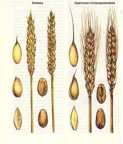 Селекция яровой мягкой пшеницы на скороспелость в условиях среднего урала воробьев александр владимирович