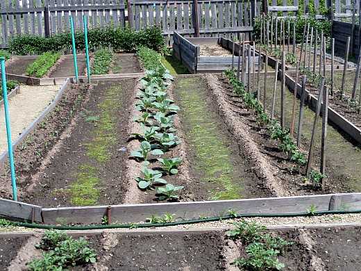 Технология выращивания овощей на узких грядках: митлайдеровский метод в русских реалиях