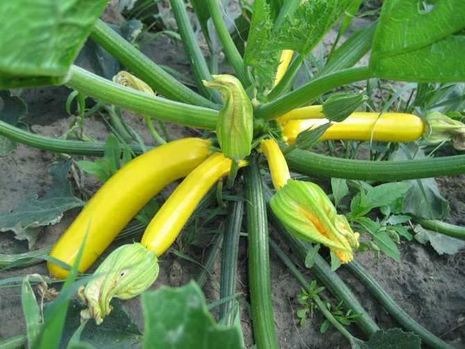 Кабачки – посадка, уход, выращивание и удобрение — кабачки как сажать и ухаживать — про огород