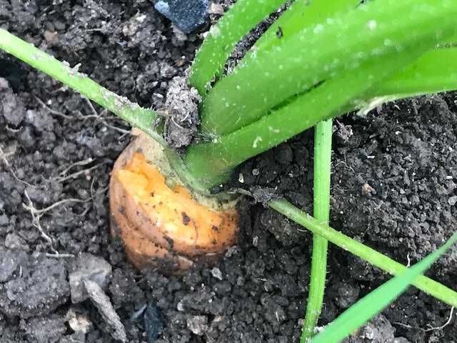 Шпаргалка огородника: всё о вредителях моркови и борьбе с ними