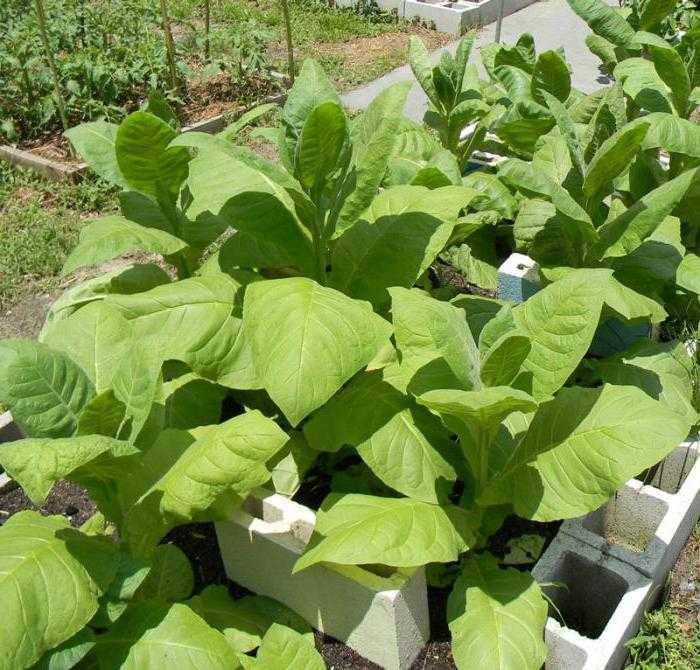 Табак трапезонд: выращивание и уход в домашних условиях, сбор и дальнейшая обработка, фото