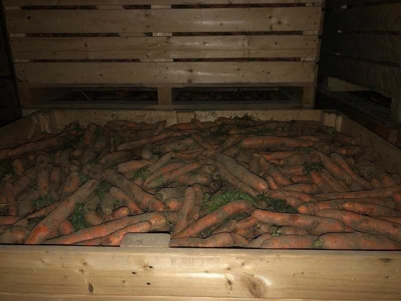 Как хранить морковь в банках на зиму: особенности такого способа, а также хранение в ящиках с различными наполнителями selo.guru — интернет портал о сельском хозяйстве