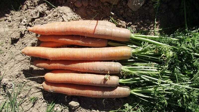 Морковь император: отзывы, фото, описание сорта
