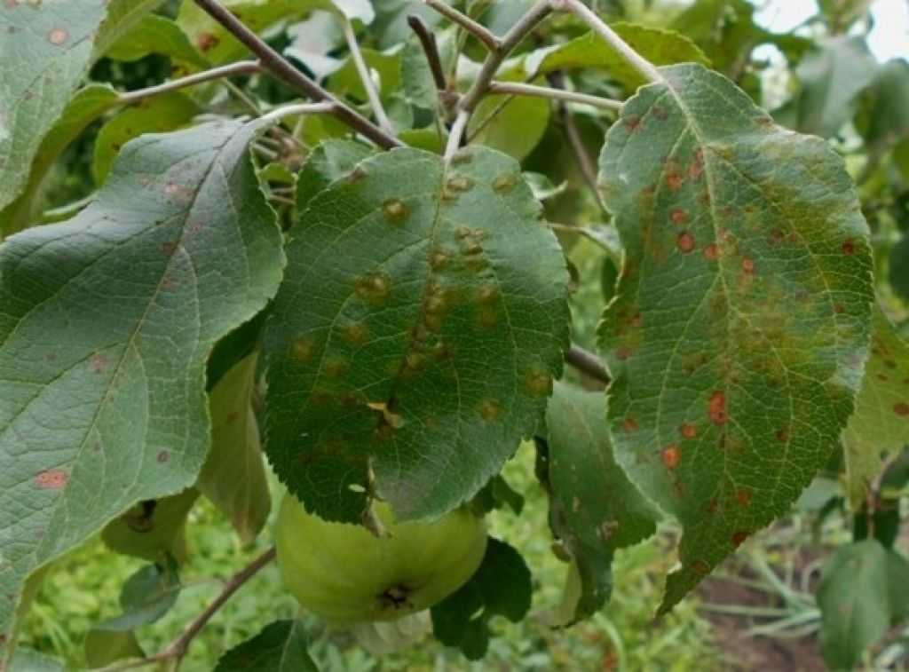 Болезни яблони фото описание и лечение листьев