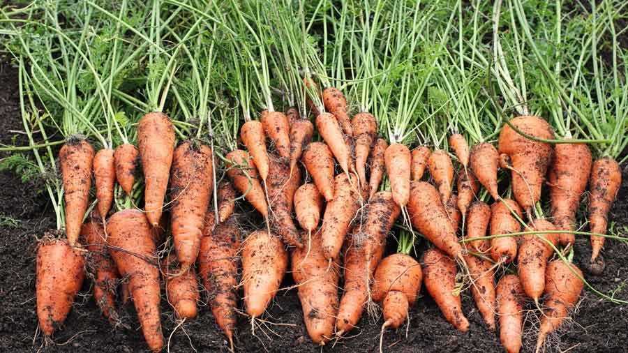Почему морковь может получиться мелкой? как вырастить крупный и сладкий овощ, какие сорта лучше?