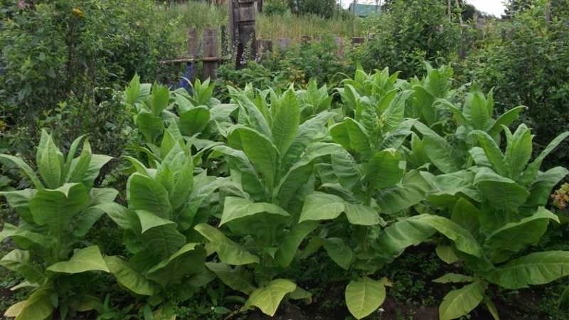 Выращивание табака или как вырастить табак для курения на огороде