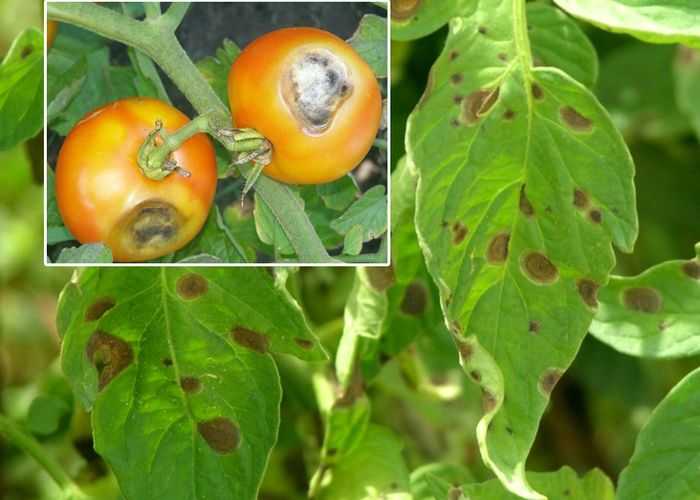 Болезни томатов – описание с фотографиями и способы лечения в теплице, открытом грунте, вредители