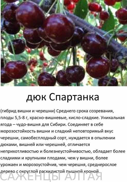 Сорт черешни ленинградская черная – описание с фото, опылители, отзывы