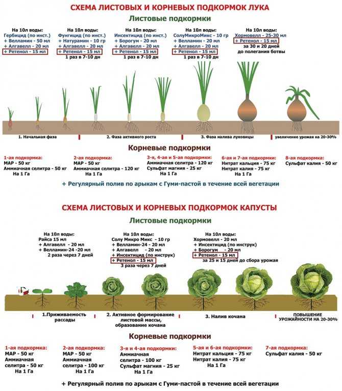 Сельдерей: выращивание и уход в открытом грунте черешкового, корневого и листового сельдерея