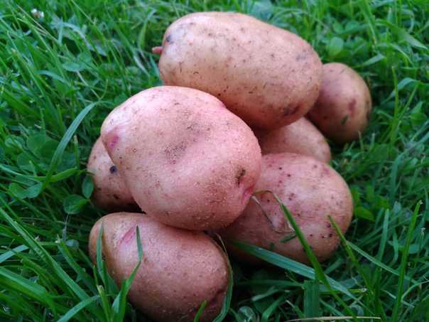 Сорт картофеля автора: отзывы, фото урожая, правила посадки и ухода