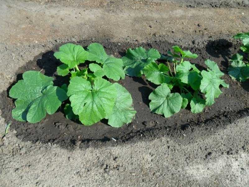 Как вырастить кабачок: от подготовки семян до уборки урожая