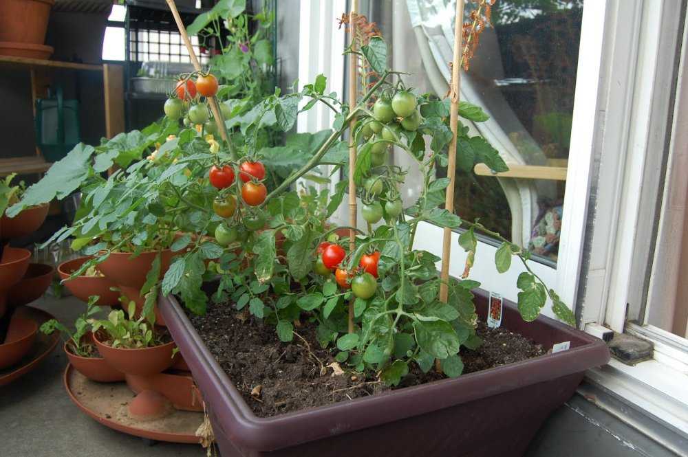 Как ухаживать за помидорами черри в теплице и открытом грунте: удобрение из поликарбоната, посадка и уход, выращивание балконных томатов на балконе