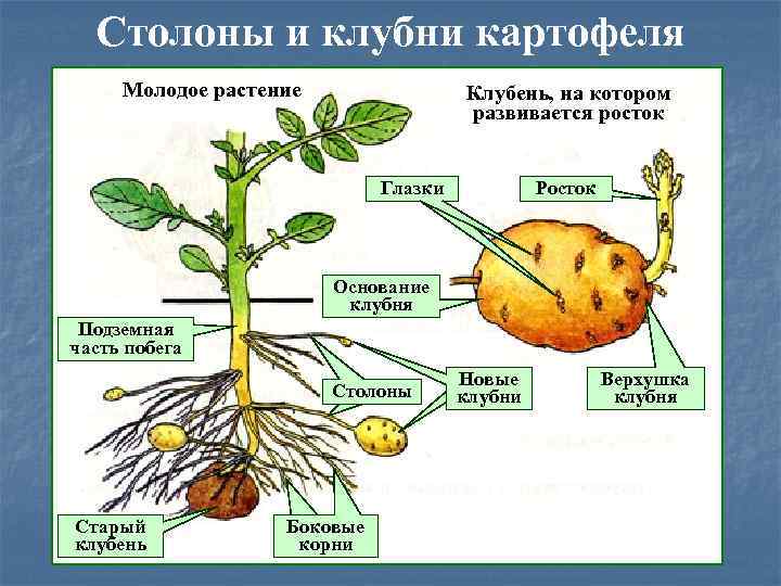 Клубень картофеля: чем является и как выглядит, другие части анатомического строения картошки (стебель, листья, корневая система, соцветия и другие)