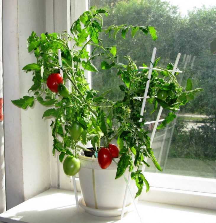 Правила для начинающих: как надо ухаживать за помидорами черри