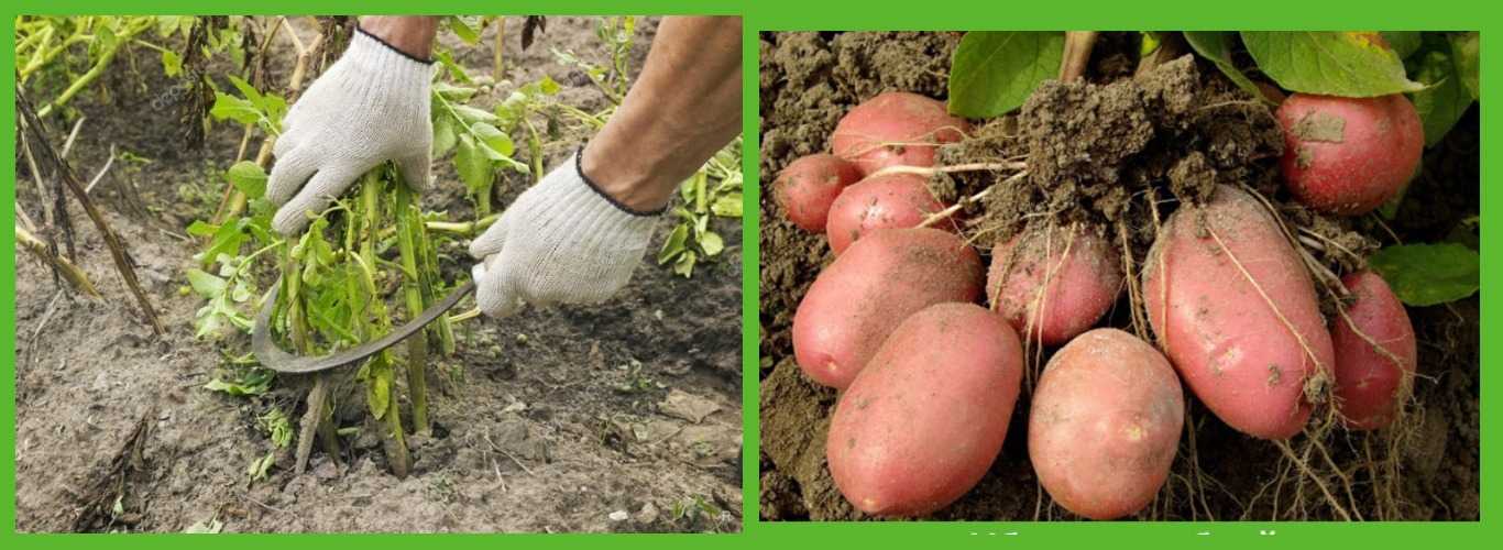 Растет ли картофель после засыхания ботвы, как определить сроки уборки урожая
