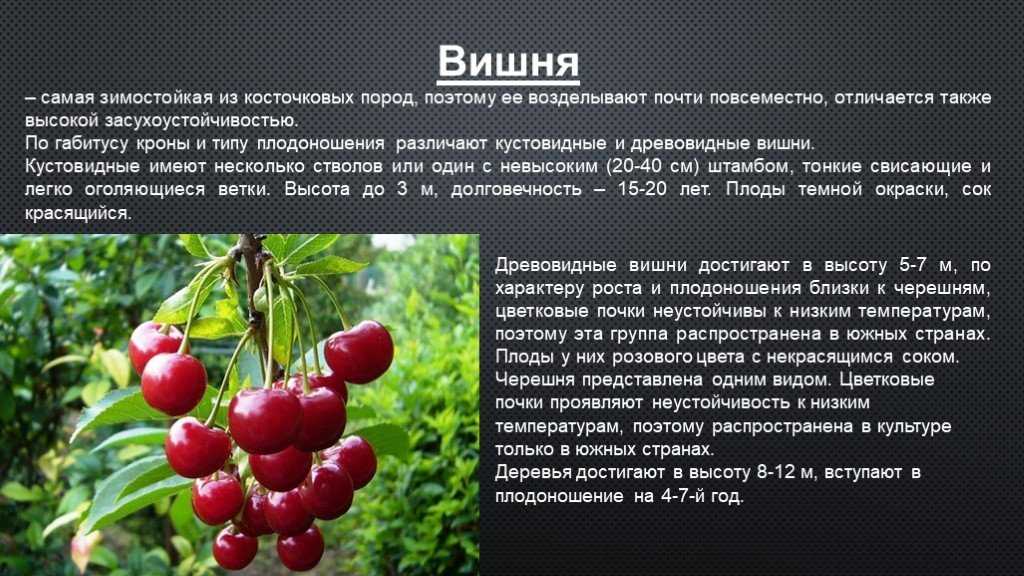 Баклажан — это ягода или овощ, правильное определение плода