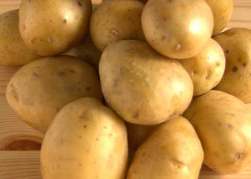 Картофель чародей – описание сорта, фото, отзывы