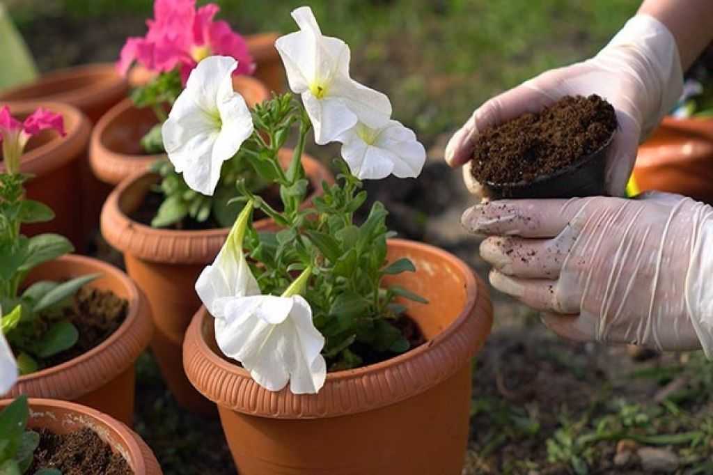 Чем подкормить петунию для обильного цветения: какие удобрения использовать, советы
