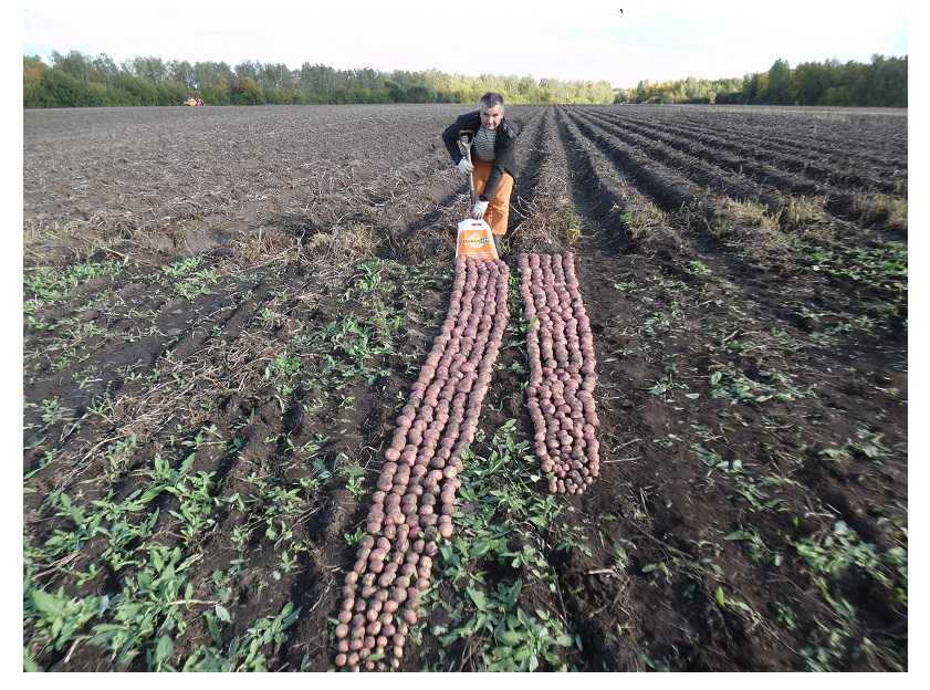 Урожайность с 1 га картофеля и как повысить урожайность картошки