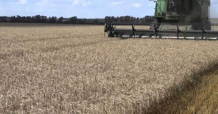 Технология возделывания пшеницы яровых сортов