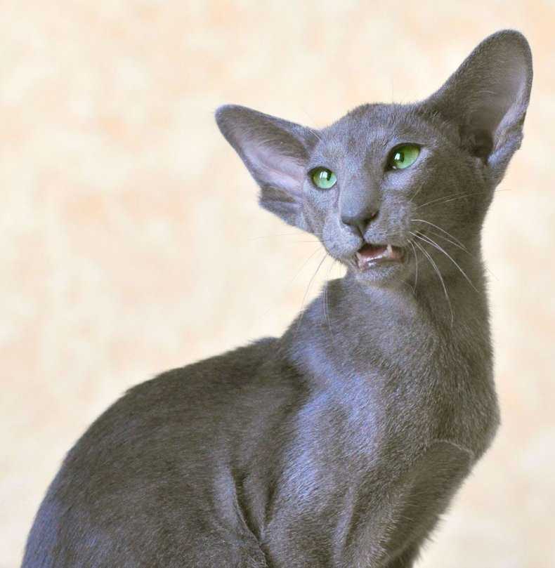 Ориентальная кошка: описание породы