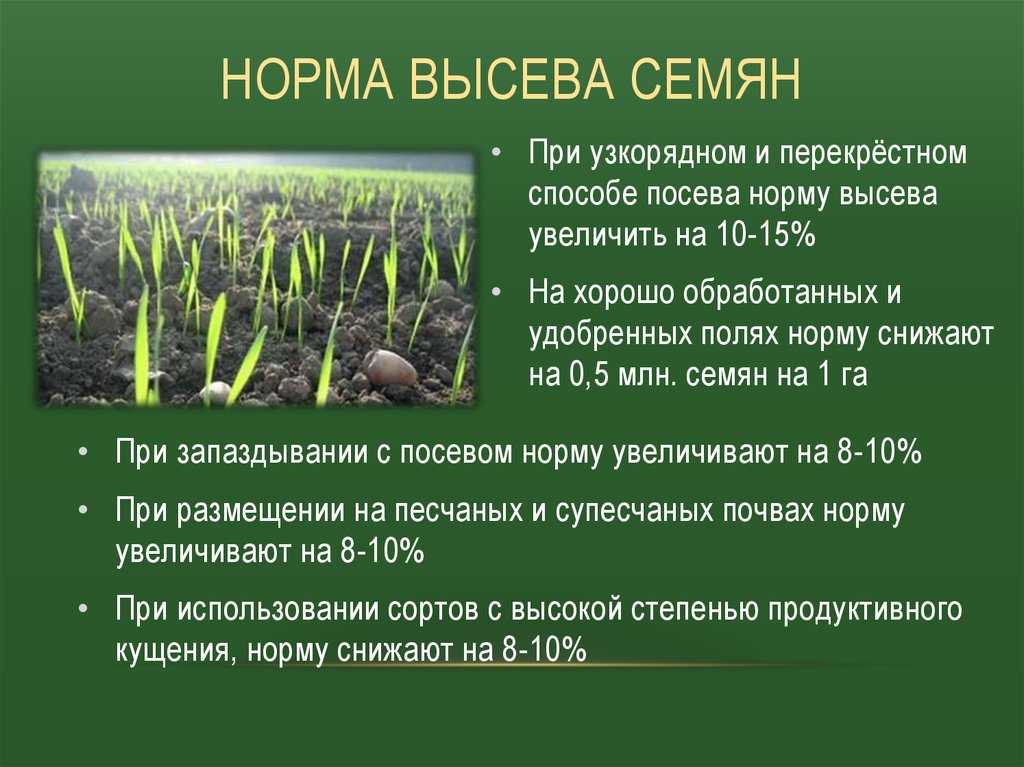 Для повышения плодородия и профилактики почвы сеем полезные сидераты осенью