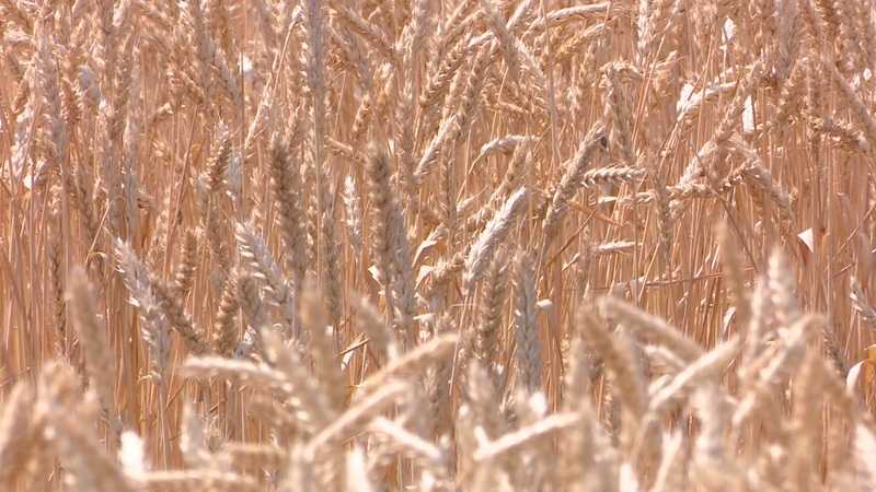 Озимые сорта пшеницы: граф, станичная, таня, гурт, антонина, губернатор дона, аскет, стан и другие