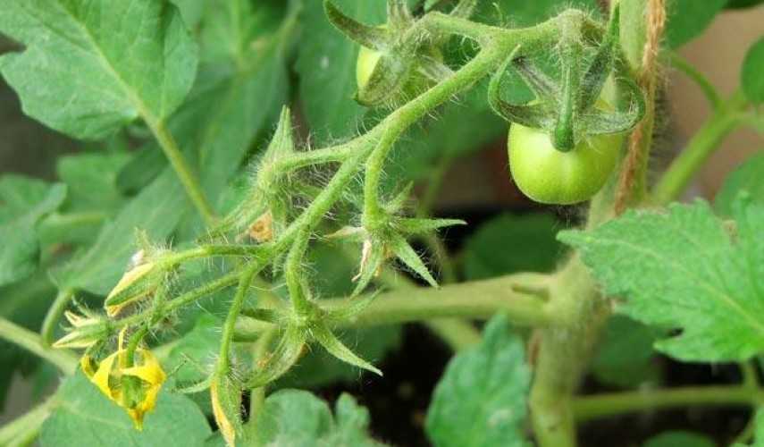 Что делать с помидорами, если они цветут, а завязи нет: чем подкормить и опрыскать