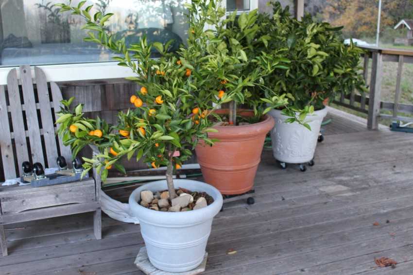 Мандариновое дерево: уход и выращивание в домашних условиях, пересадка и подкормка, освещение и правила полива