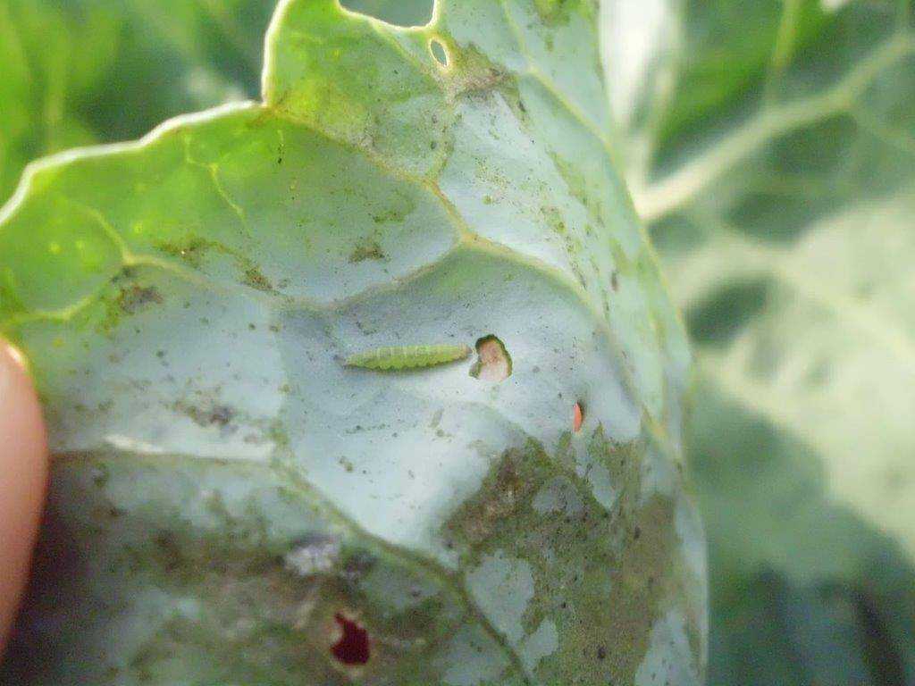 Чем травить гусениц на капусте: эффективные народные средства от вредителей