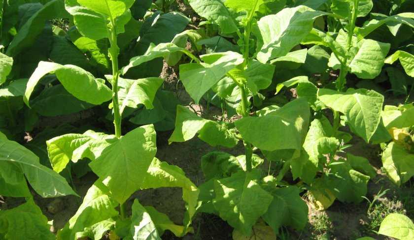 Табак гавана (havana): описание сорта, его преимущества и недостатки, выращивание, отзывы