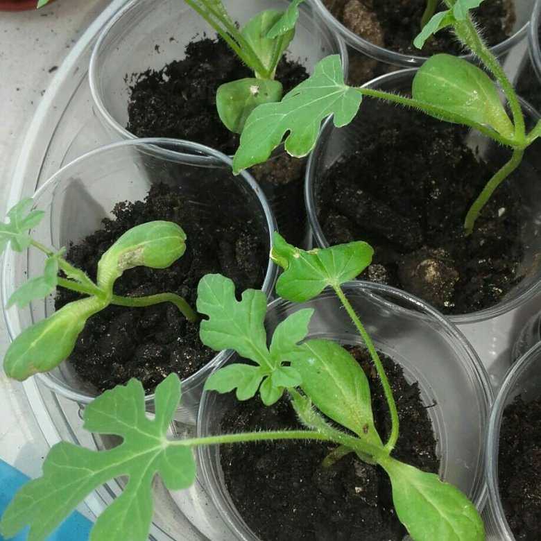 Подготовка семян арбуза к посадке: обработка, выращивание