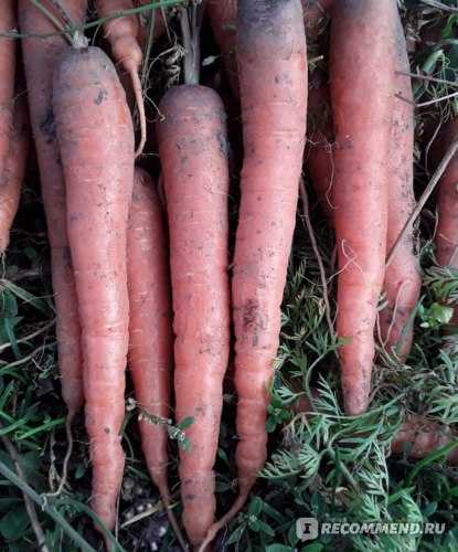 Почему морковь горчит: основные причины горечи моркови, как бороться и что делать
