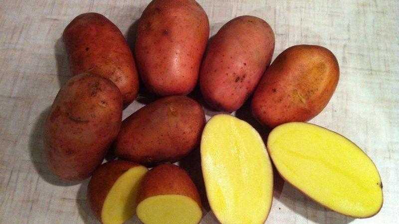 Сорт картофеля для пюре: какой лучше для варки белый или красный, как выбрать быстро разваривающийся вид