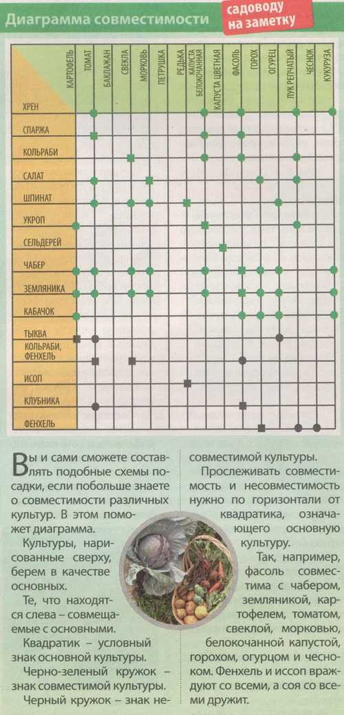 Что с чем сажать рядом: выгодное соседство овощей и растений - prosad.ru всё про сад и огород