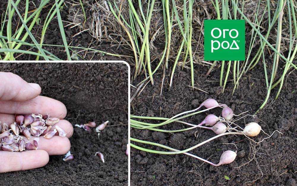 Выращивание чеснока из бульбочек (семян): методика подготовки, посадки и ухода, как получить и высаживать однозубки