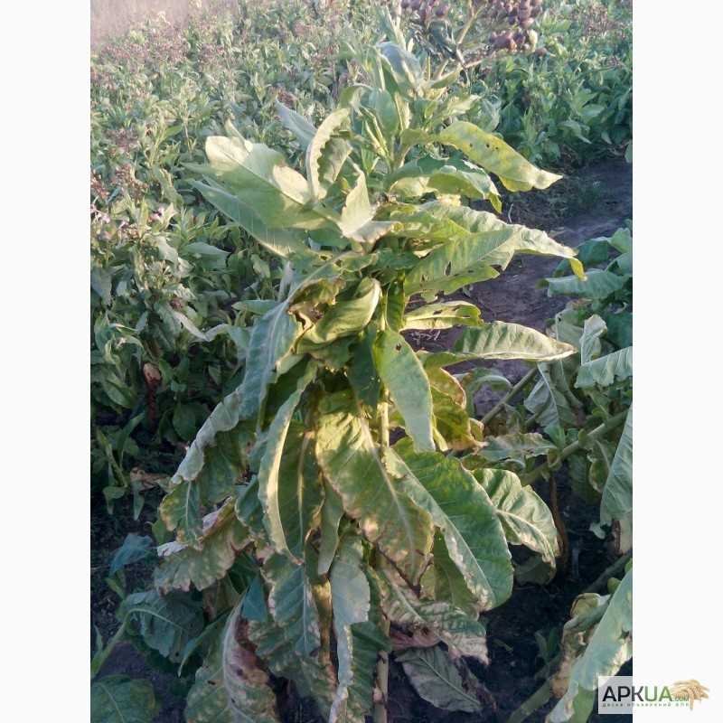 Табак гавана: выращивание и уход в домашних условиях, сбор и дальнейшая обработка