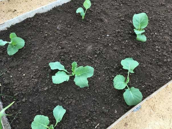Выращивание рассады капусты брокколи и уход за ней в домашних условиях