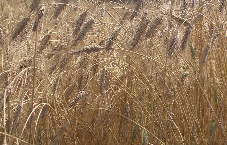 Пшеница твердая: морфология и биология