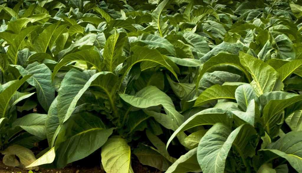 Особенности выращивания табака на огороде для курения