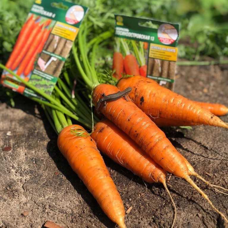 Поздние сорта моркови для хранения на зиму: озимая