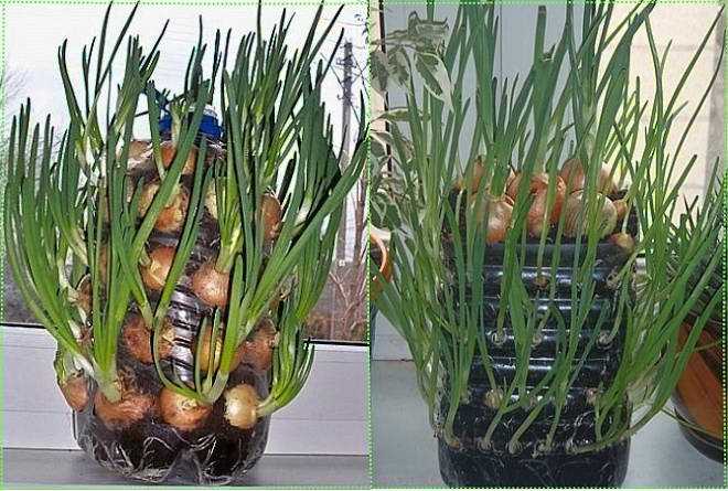 Инструкция выращивания лука в бутылке пластиковой