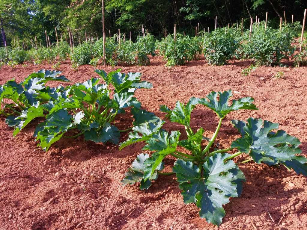 Выращивание тыквы: хитрости и секреты большого урожая