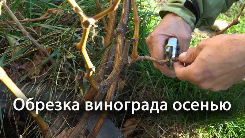 Схема обрезания винограда летом от ненужных побегов