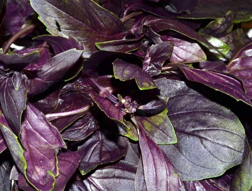 Фиолетовый базилик – пряность и лекарство