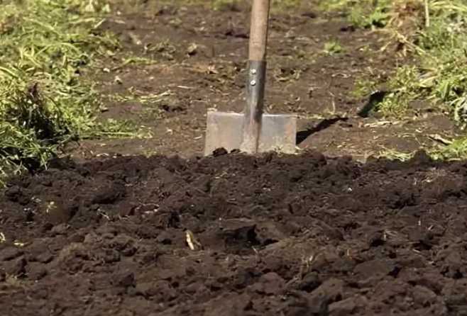 Какая почва нужна для картофеля: в открытом грунте, подходящая кислотность земли, которую любит картошка, какой состав почвы должен быть