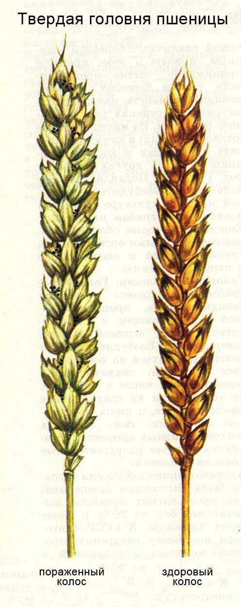 Головня карликовая пшеницы